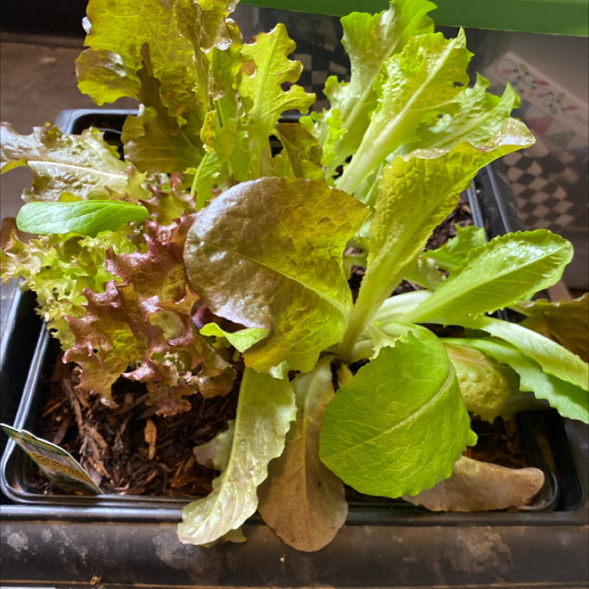 Densely packed flat of healthy, light green looseleaf lettuce seedlings growing in a black plastic tray, recently germinated.
