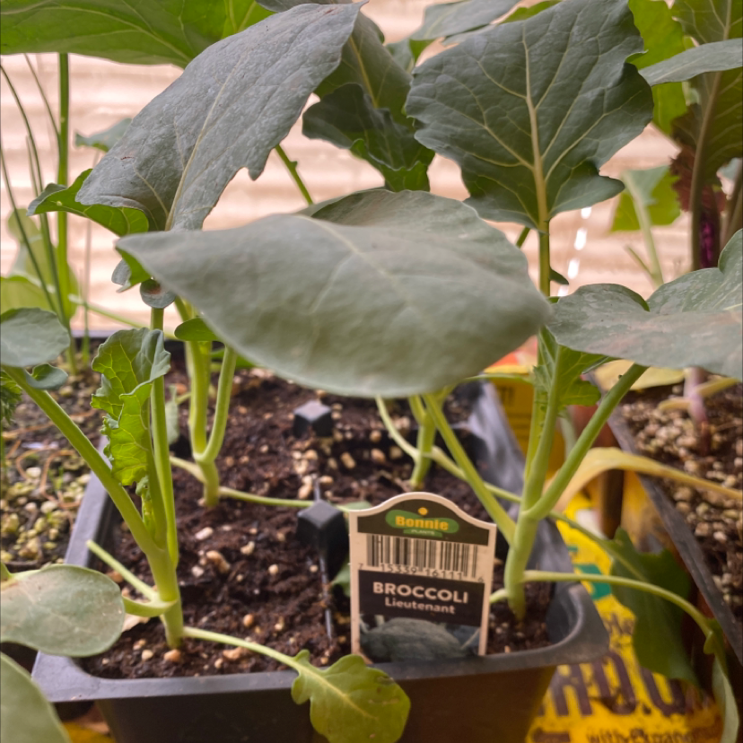 Healthy green wild cabbage seedling growing in black plastic tray filled with potting soil, no signs of disease or pests.
