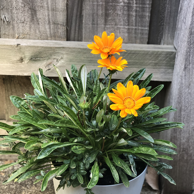 Healthy Treasureflower plant with vibrant orange flowers and green leaves.