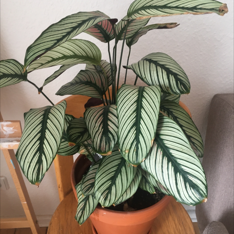 Calathea Vittata plant in a terracotta pot with white and green striped leaves.