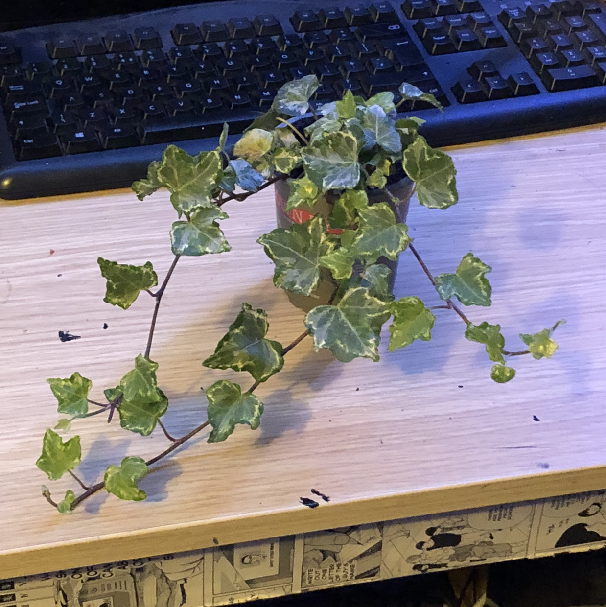 English Ivy plant photo by @slowerthai named Your plant on Greg, the plant care app.