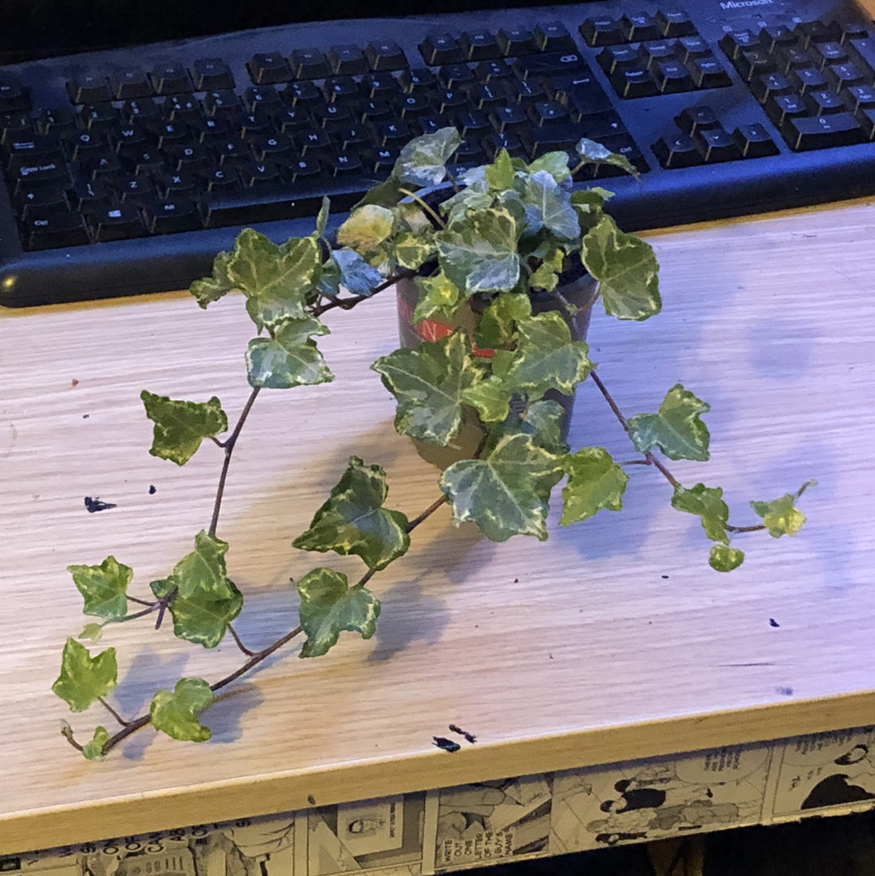 English Ivy plant photo by @slowerthai named Eevee on Greg, the plant care app.