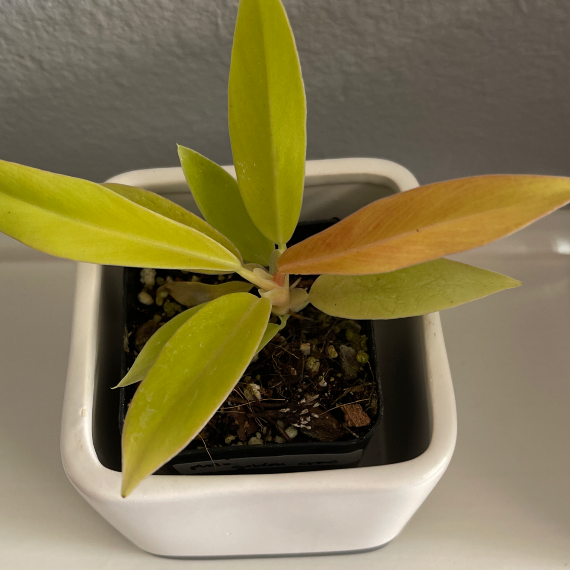 Golden Goddess Philodendron with yellowing and browning leaves in a small pot.