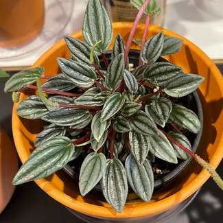 Peperomia 'Rosso' plant in Somewhere on Earth