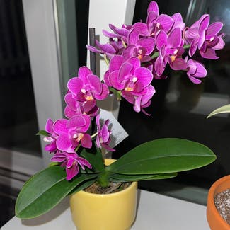 Mini Phalaenopsis Orchid plant in Somewhere on Earth