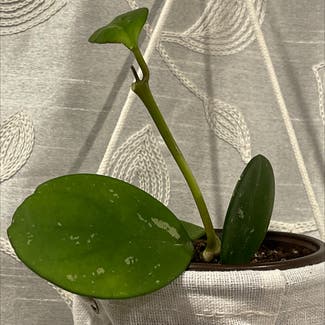 Hoya obovata plant in Somewhere on Earth