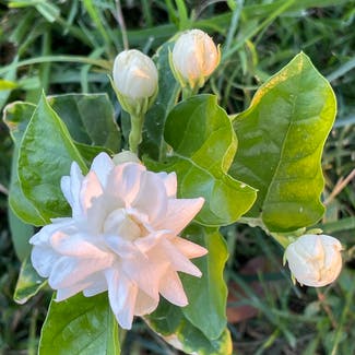 Arabian Jasmine plant in Somewhere on Earth