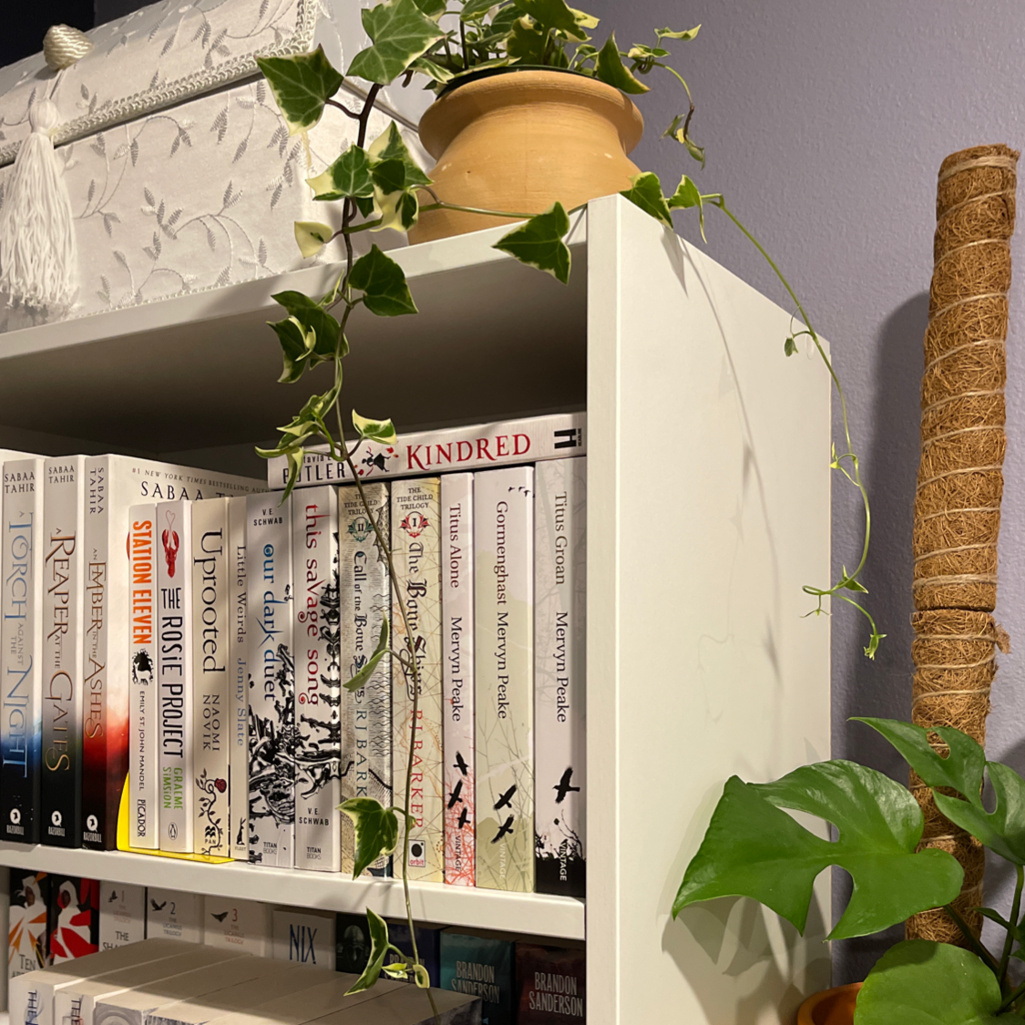 Variegated Wax Ivy plant on a bookshelf with healthy, vibrant leaves.