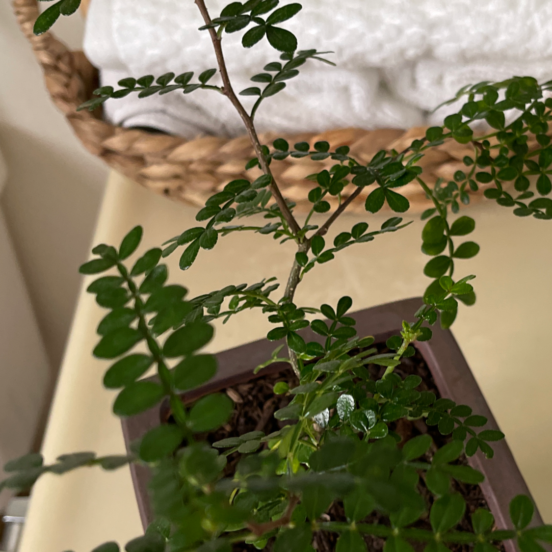 Photo of the plant species Kowhai by @Blzwber named B-Sophora on Greg, the plant care app