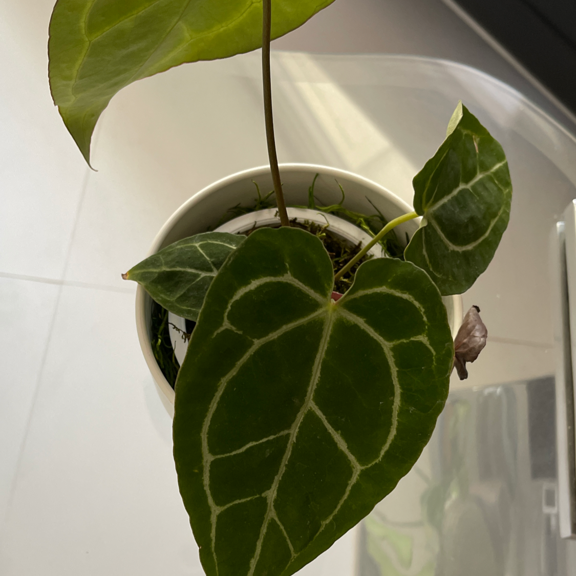 Potted Crystal Anthurium plant with dark green leaves and white veins.
