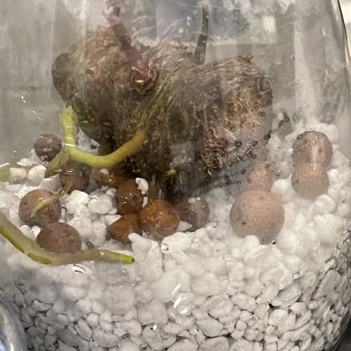 Velvet Cardboard Anthurium plant in a container with white and brown substrate, roots and stem visible.