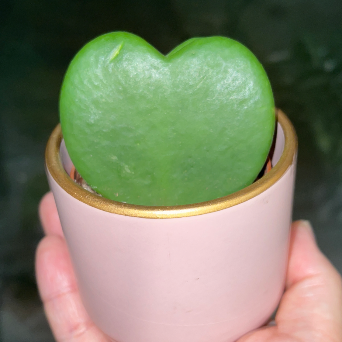 Photo of the plant species Sweetheart Hoya by @Blzwber named Hoya-karii on Greg, the plant care app