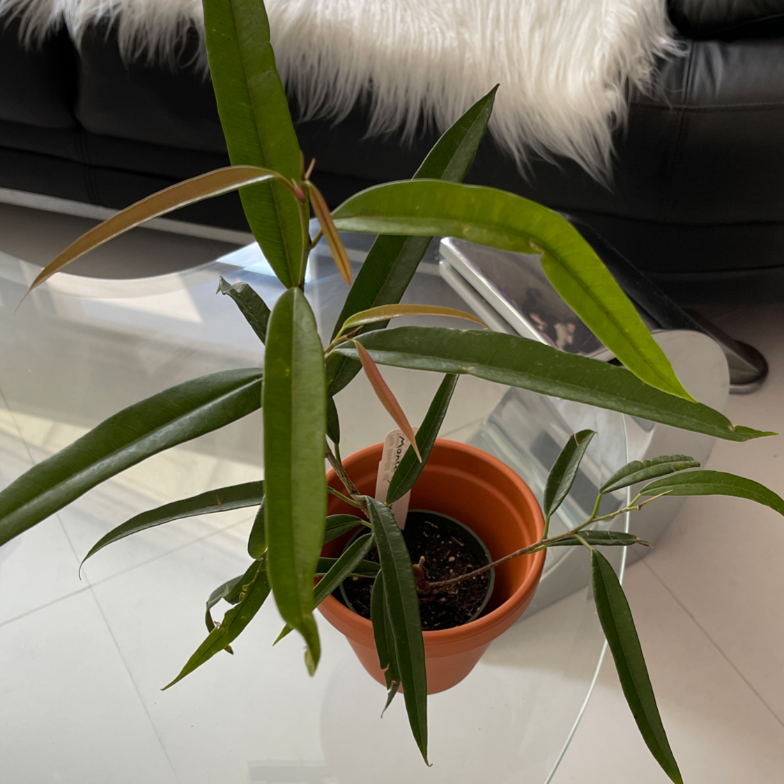 Ficus Alii plant in a terracotta pot on a glass table with a couch in the background.