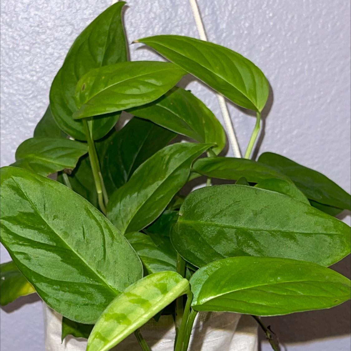 Photo of the plant species Monstera adansonii 'Laniata' by @Blzwber named M-Monstz on Greg, the plant care app
