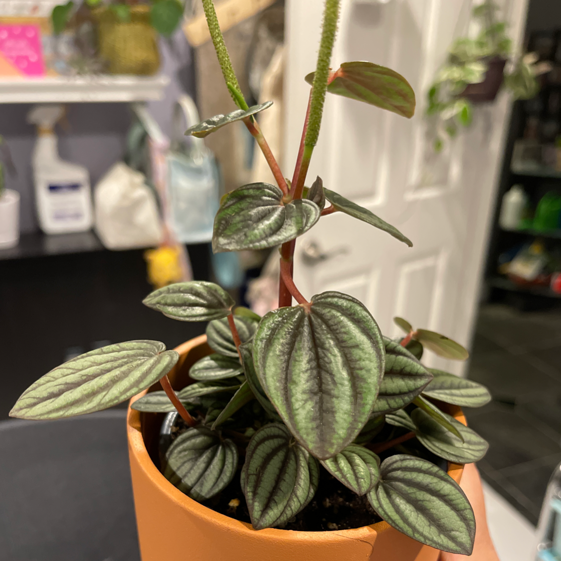 Photo of the plant species Piccolo banda by @Blzwber named Pe-Loki on Greg, the plant care app