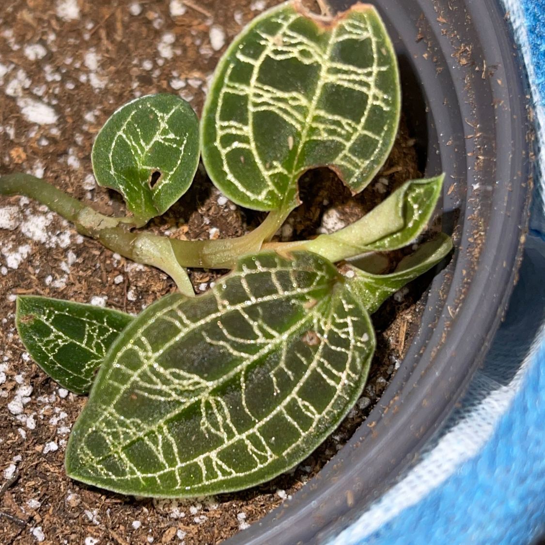 Lightning Bolt Jewel Orchid with distinct veined leaves in a pot with visible soil.