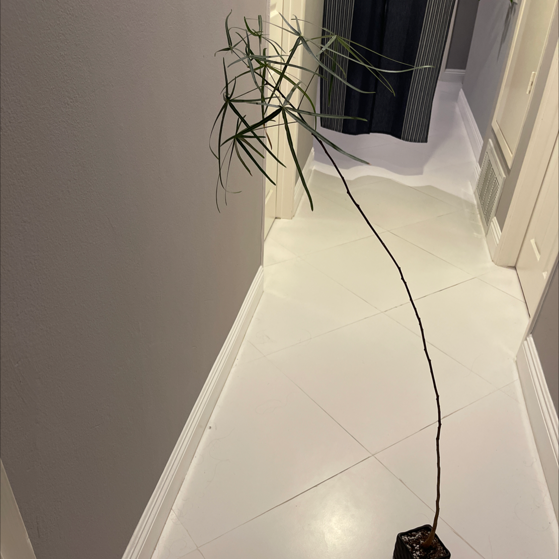 Photo of the plant species Queensland Bottle Tree by @Blzwber named T-Peter Parker on Greg, the plant care app