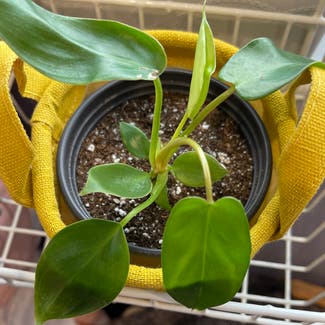 Philodendron Pedatum plant in Somewhere on Earth