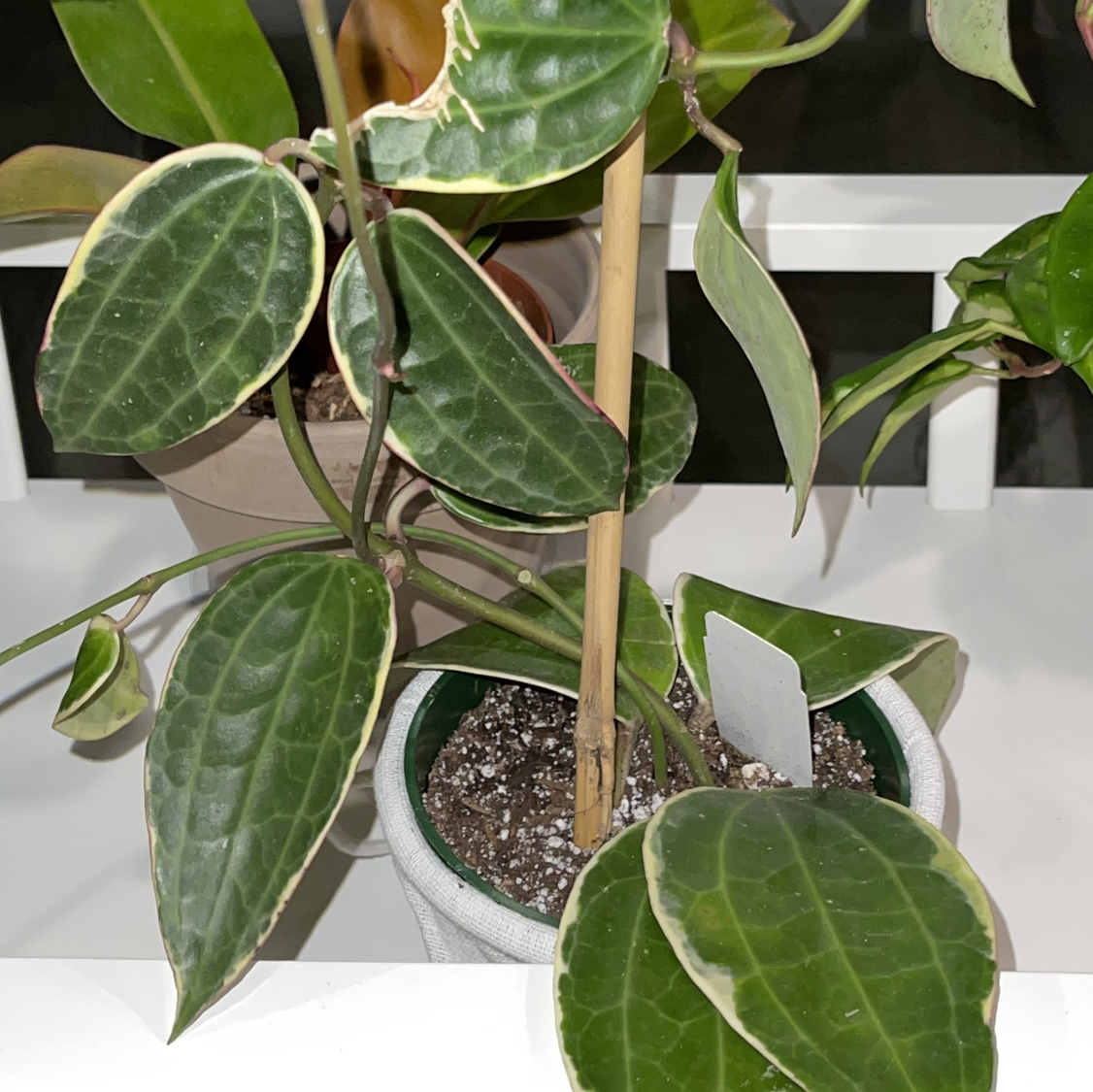 Hoya macrophylla 'Albomarginata' plant with variegated leaves in a pot with visible soil.