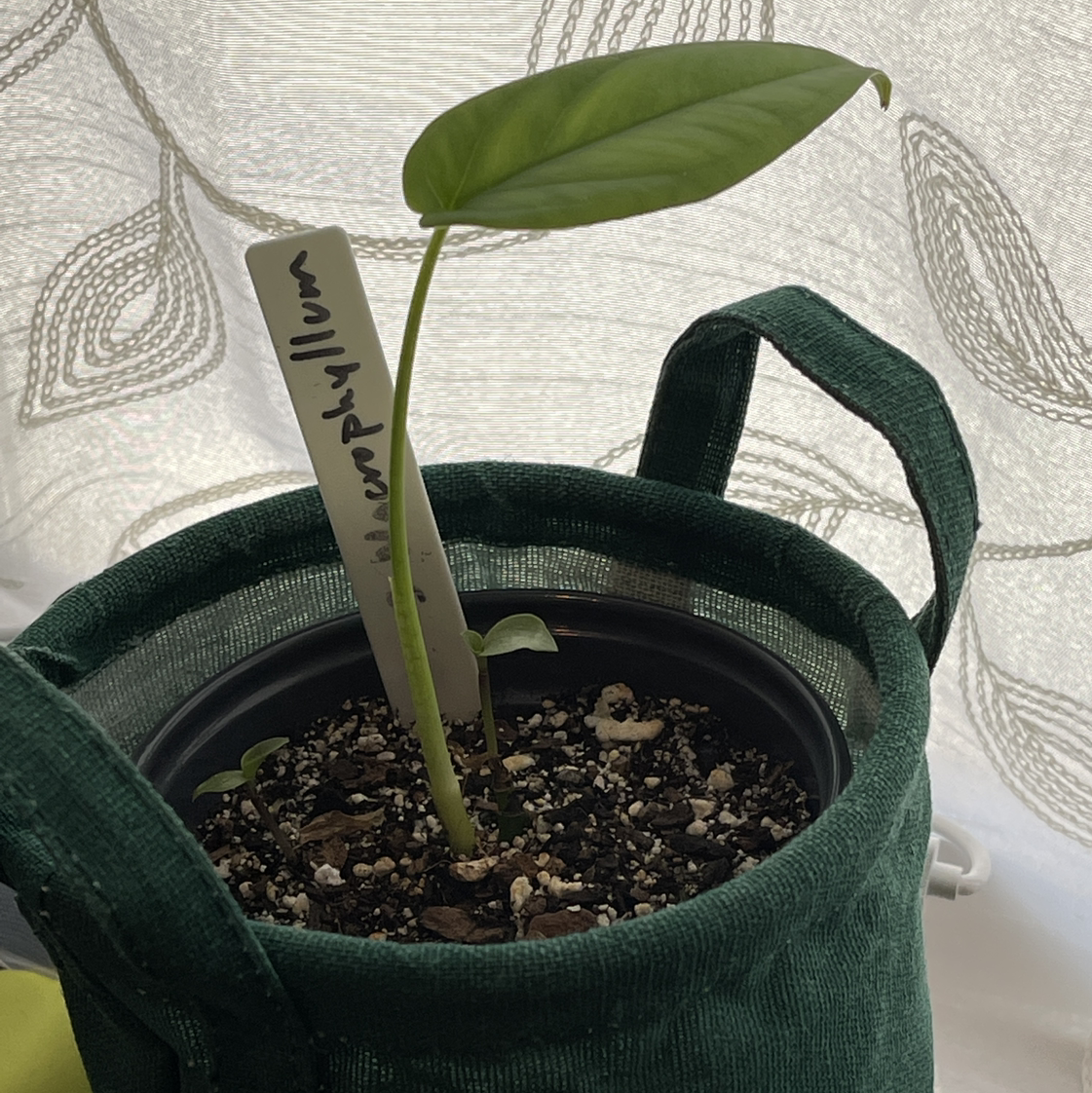 Syngonium chiapense plant in a green fabric pot with a single healthy leaf.