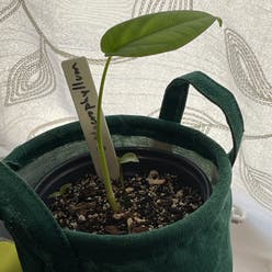 Syngonium chiapense plant
