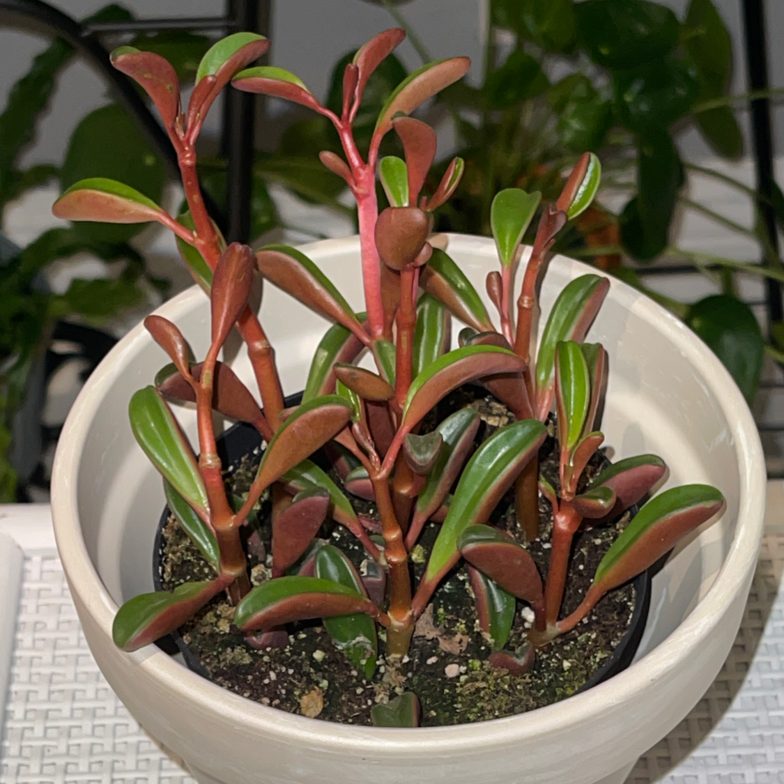 Photo of the plant species Peperomia graveolens 'Ruby Glow' by @Blzwber named Pe-Red on Greg, the plant care app