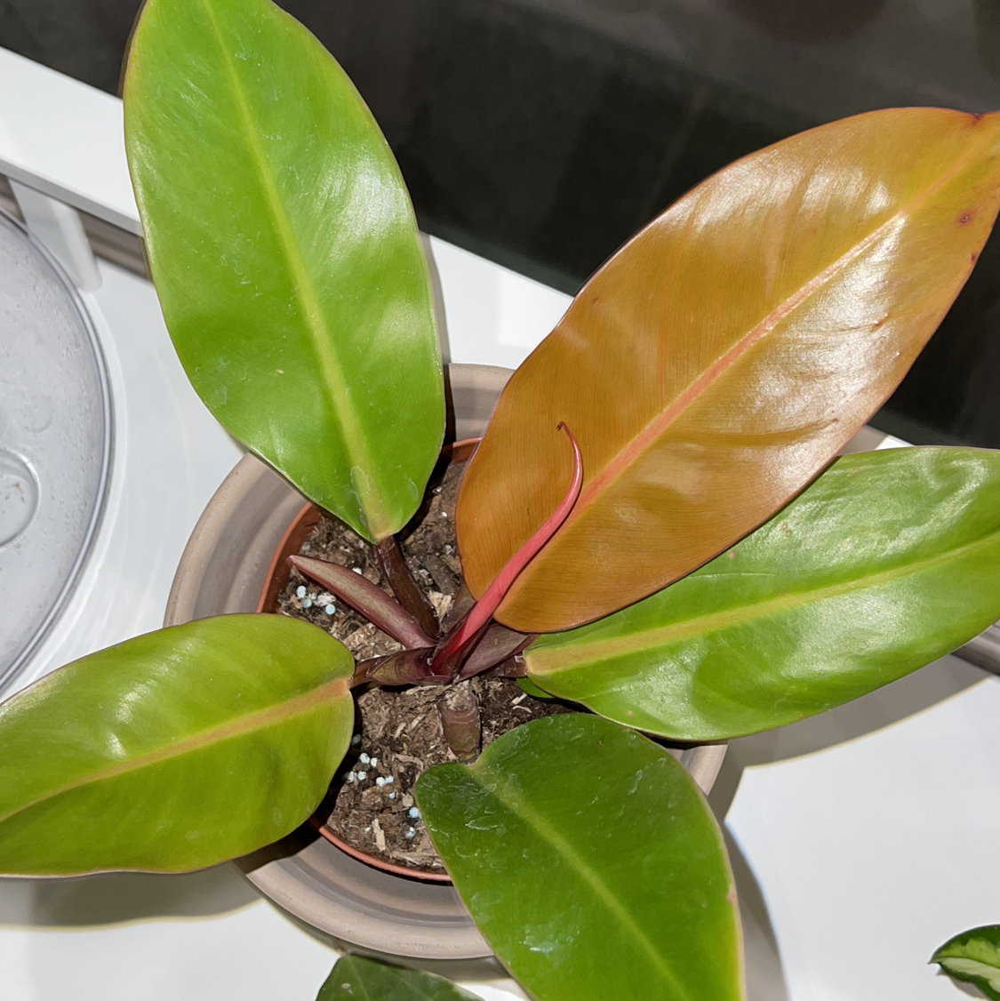 Potted McColley's Finale plant with green and reddish-brown leaves.