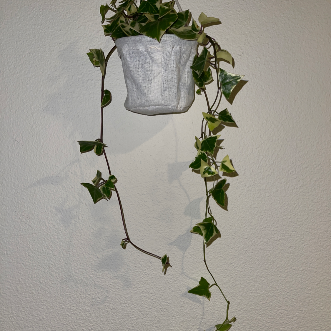 Variegated Wax Ivy plant in a hanging pot against a plain wall.