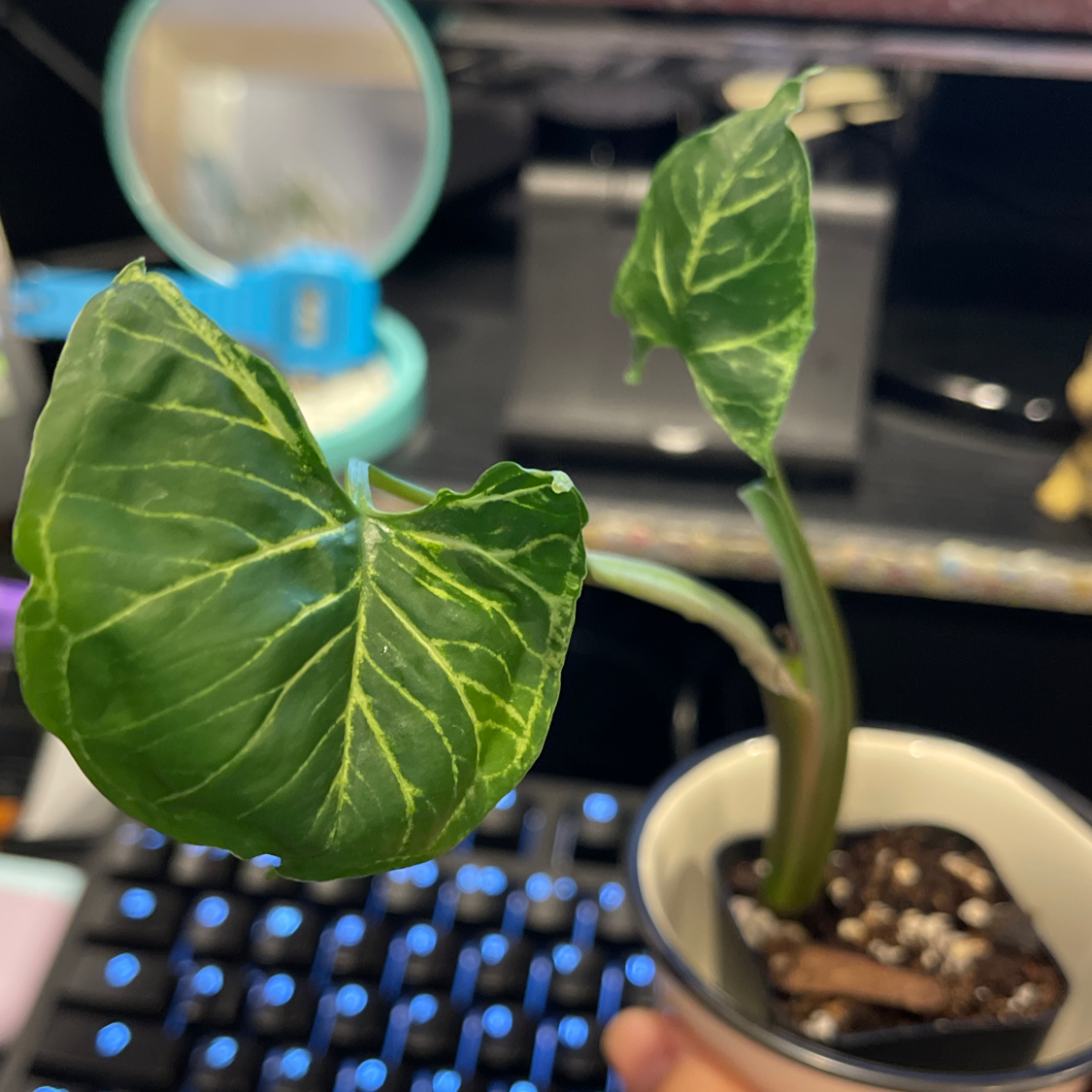 Syngonium 'Batik' plant with variegated leaves in a small pot, visible soil.