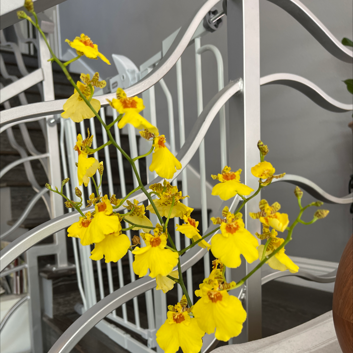 Photo of the plant species Dancing-Lady Orchid by @Blzwber named Orchid-Yellow Chicky on Greg, the plant care app