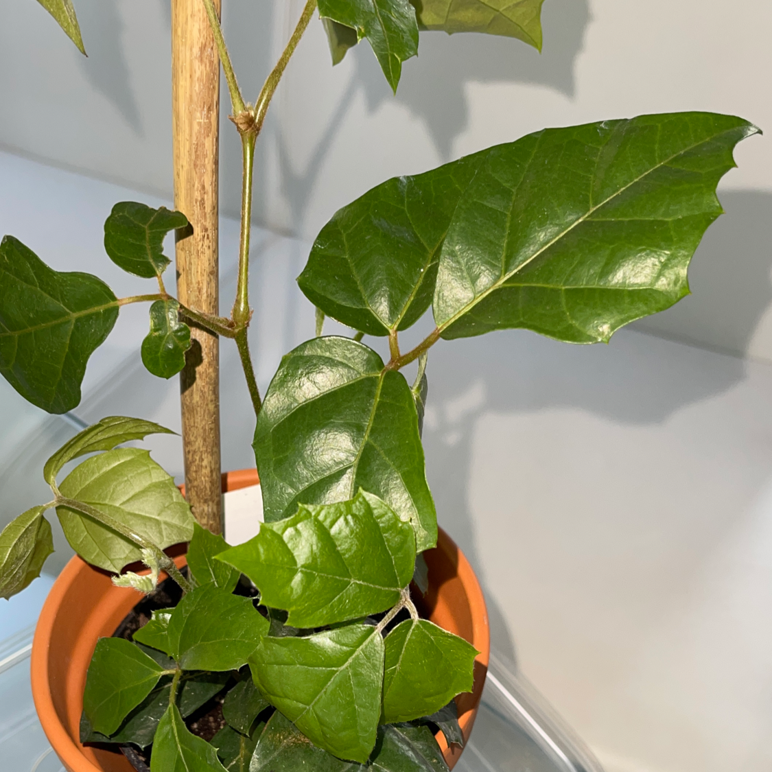 A close-up of a healthy and vibrant Grape Ivy plant with glossy green heart-shaped leaves growing in a terracotta pot.