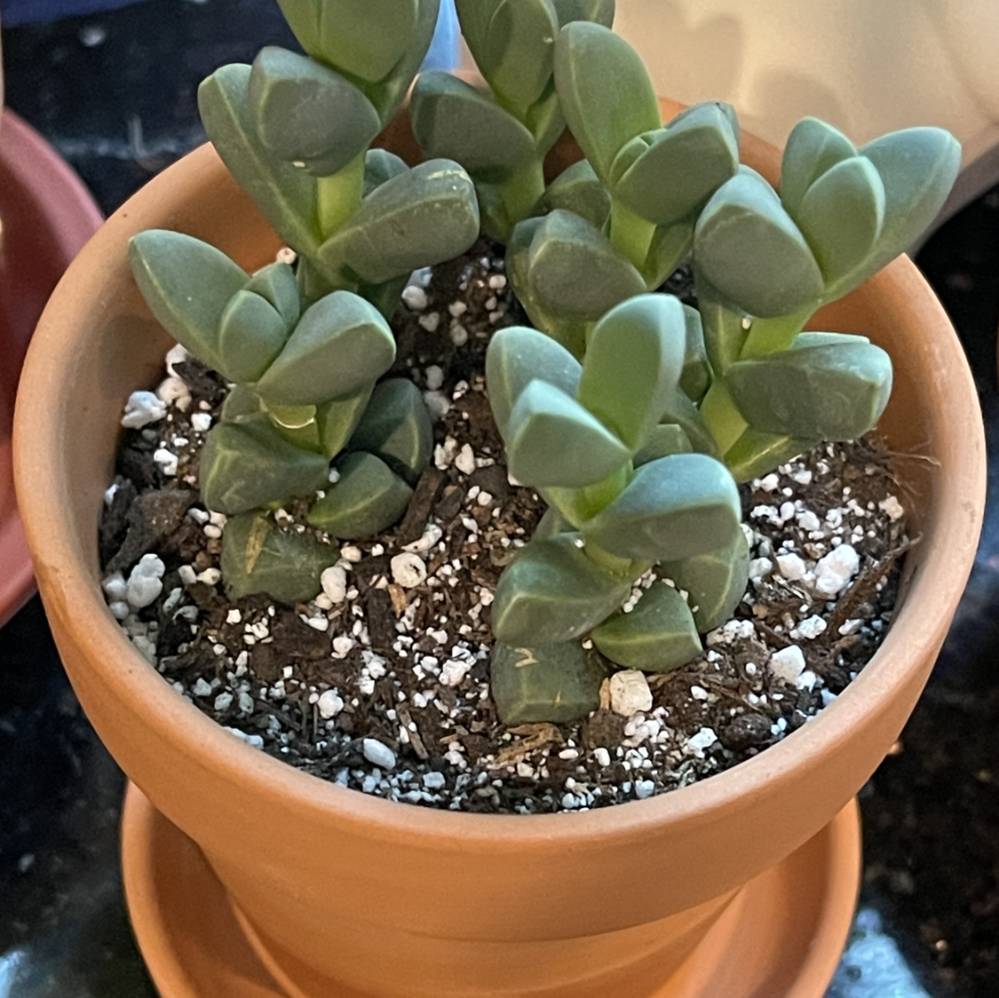 Potted Iceplant with thick, fleshy leaves in a terracotta pot.