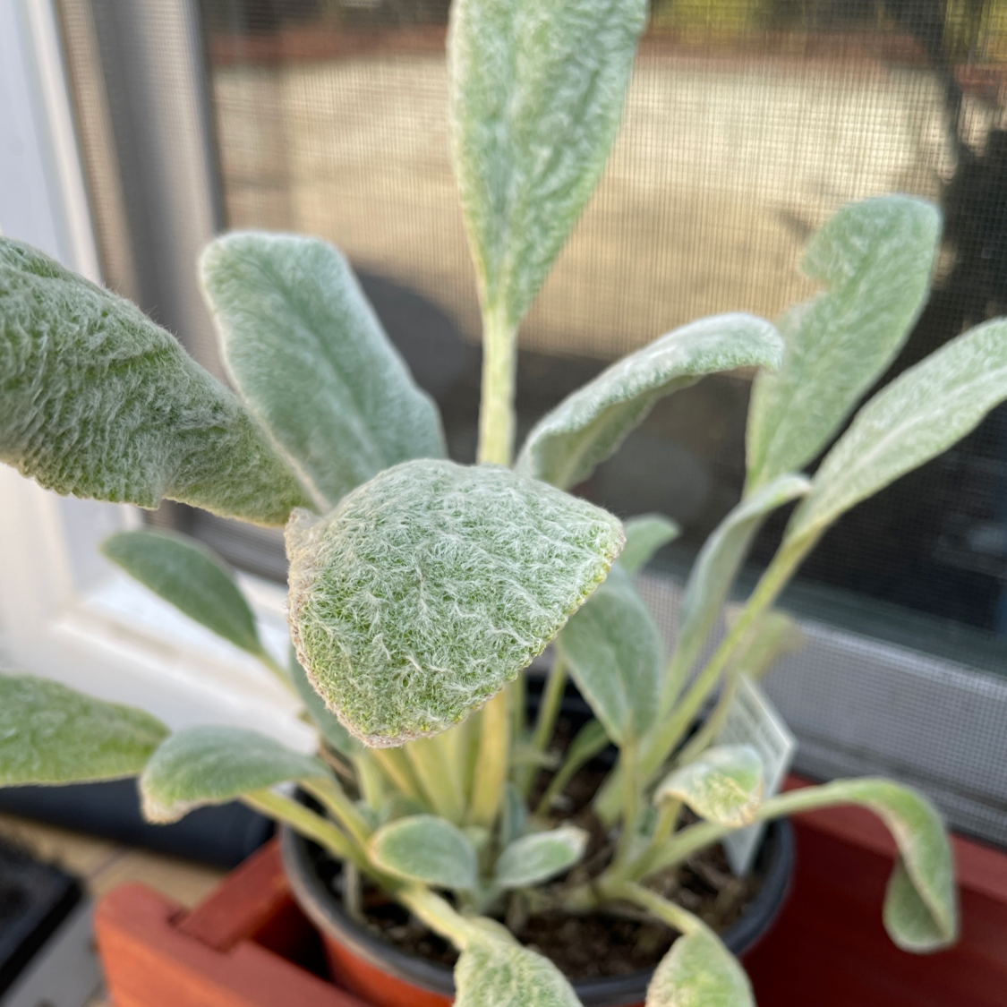 Choosing Fertilizer For My Lamb's Ear