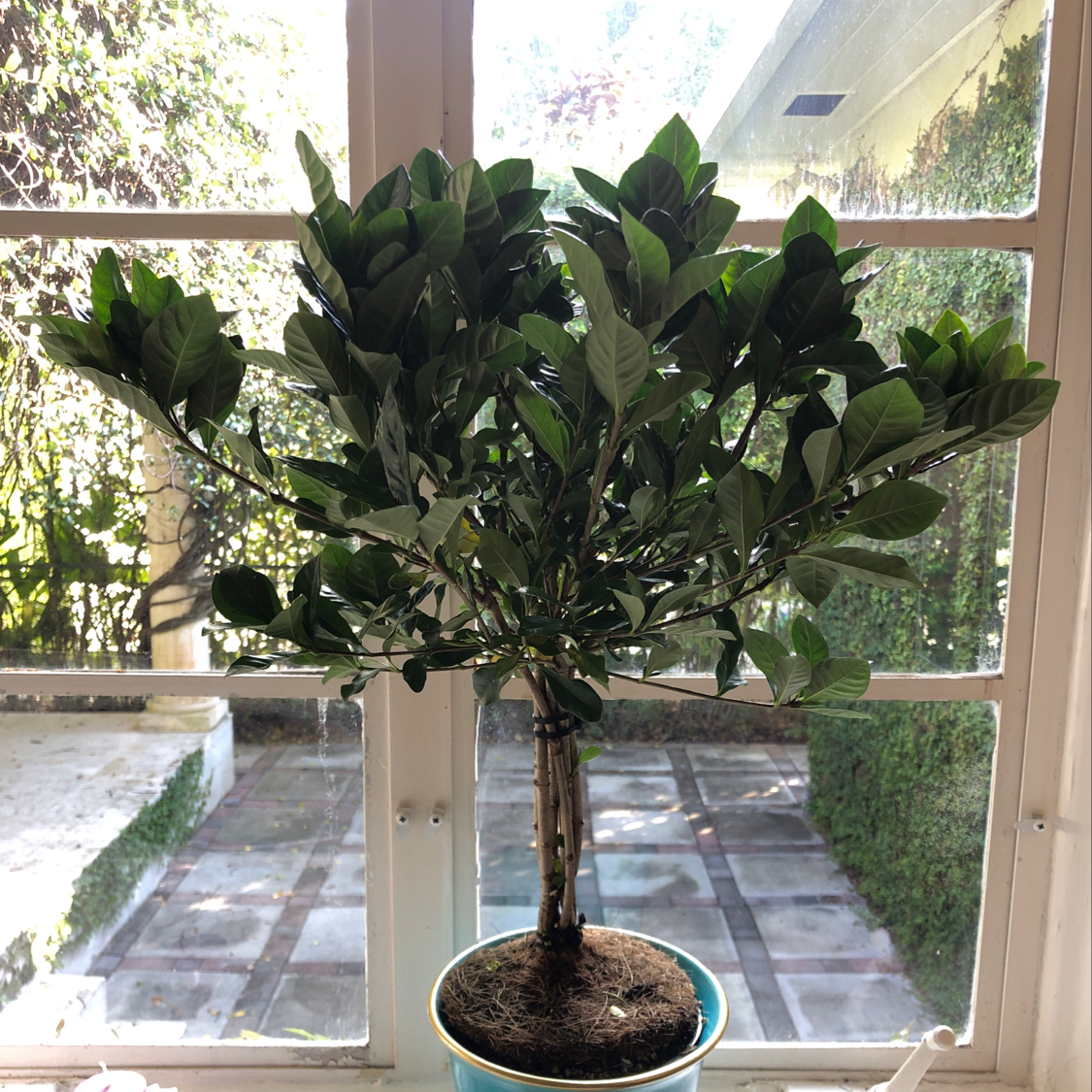 Cape Jasmine plant in a pot near a window with healthy green leaves.