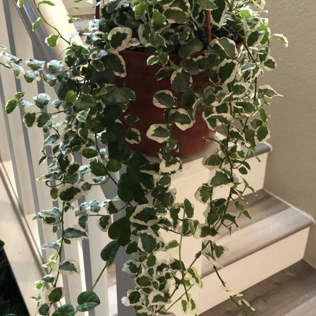 Healthy variegated Creeping Fig plant with dense foliage trailing from a red ceramic pot on a white surface.