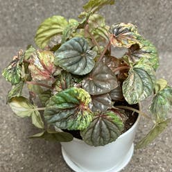 Peperomia Pink Lady plant
