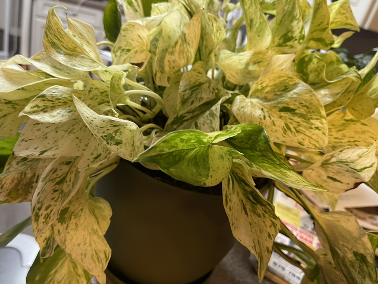 Snow Queen Pothos plant in a pot with variegated leaves showing some yellowing and browning.