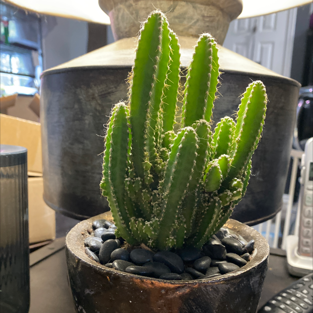 Fairy Castle Cactus in a pot with black pebbles, indoor setting.