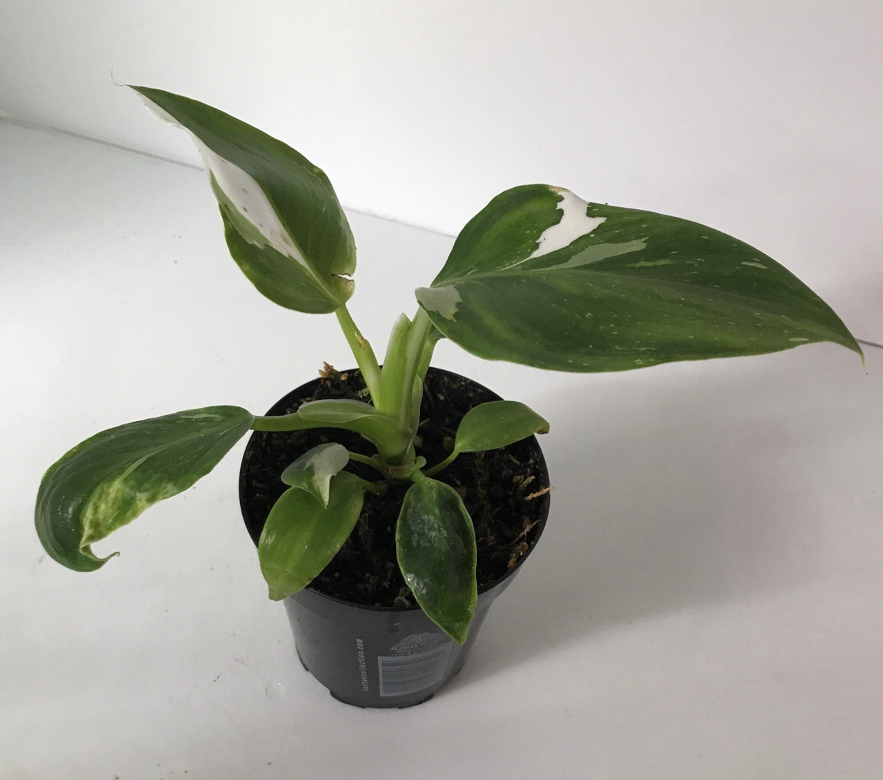 Philodendron 'White Wizard' plant in a black pot with green and white variegated leaves.
