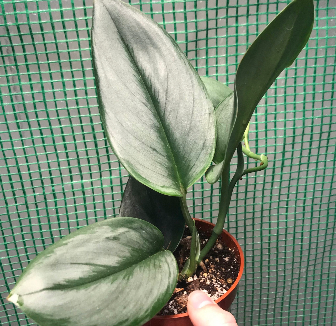 Scindapsus treubii 'Moonlight' plant in a small pot with healthy, silvery leaves.