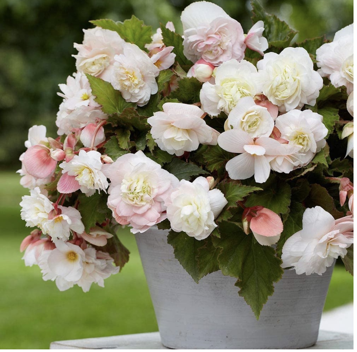 Tuberous Begonia plant in a pot with numerous white and pink flowers.