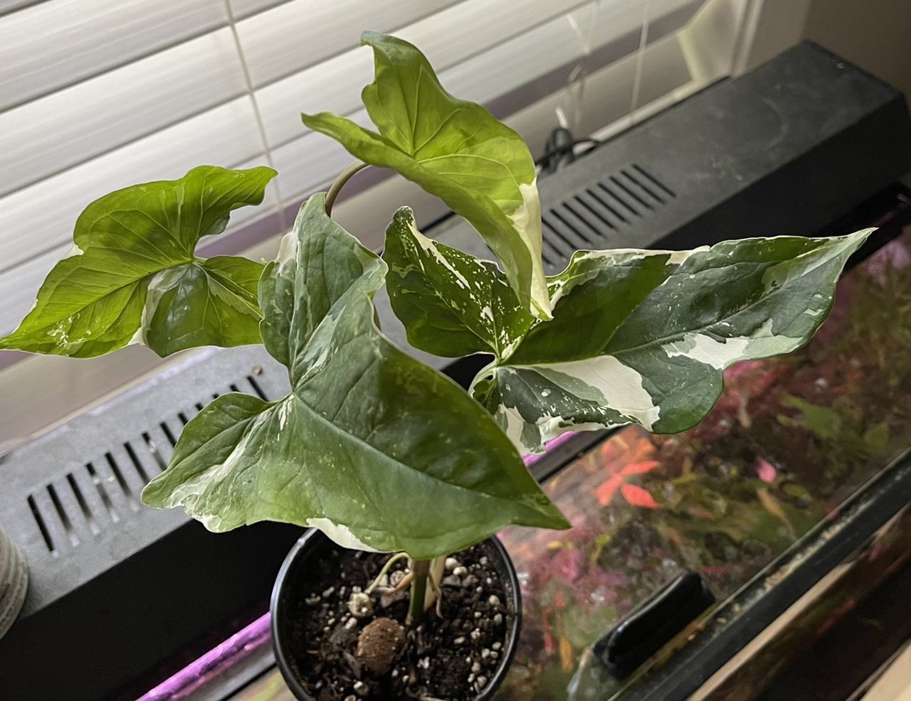 Variegated Arrowhead Vine in a pot with visible soil, healthy variegated leaves.