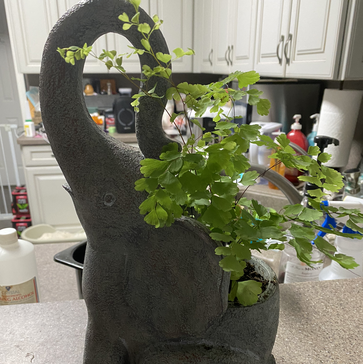 Maidenhair Fern in a decorative elephant-shaped pot on a kitchen counter.