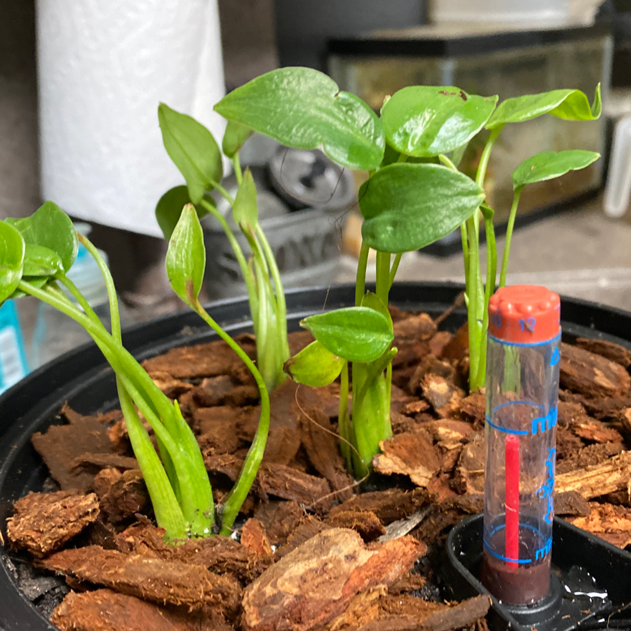 Potted Tiny Dancer plant with green leaves and a moisture meter in the soil.