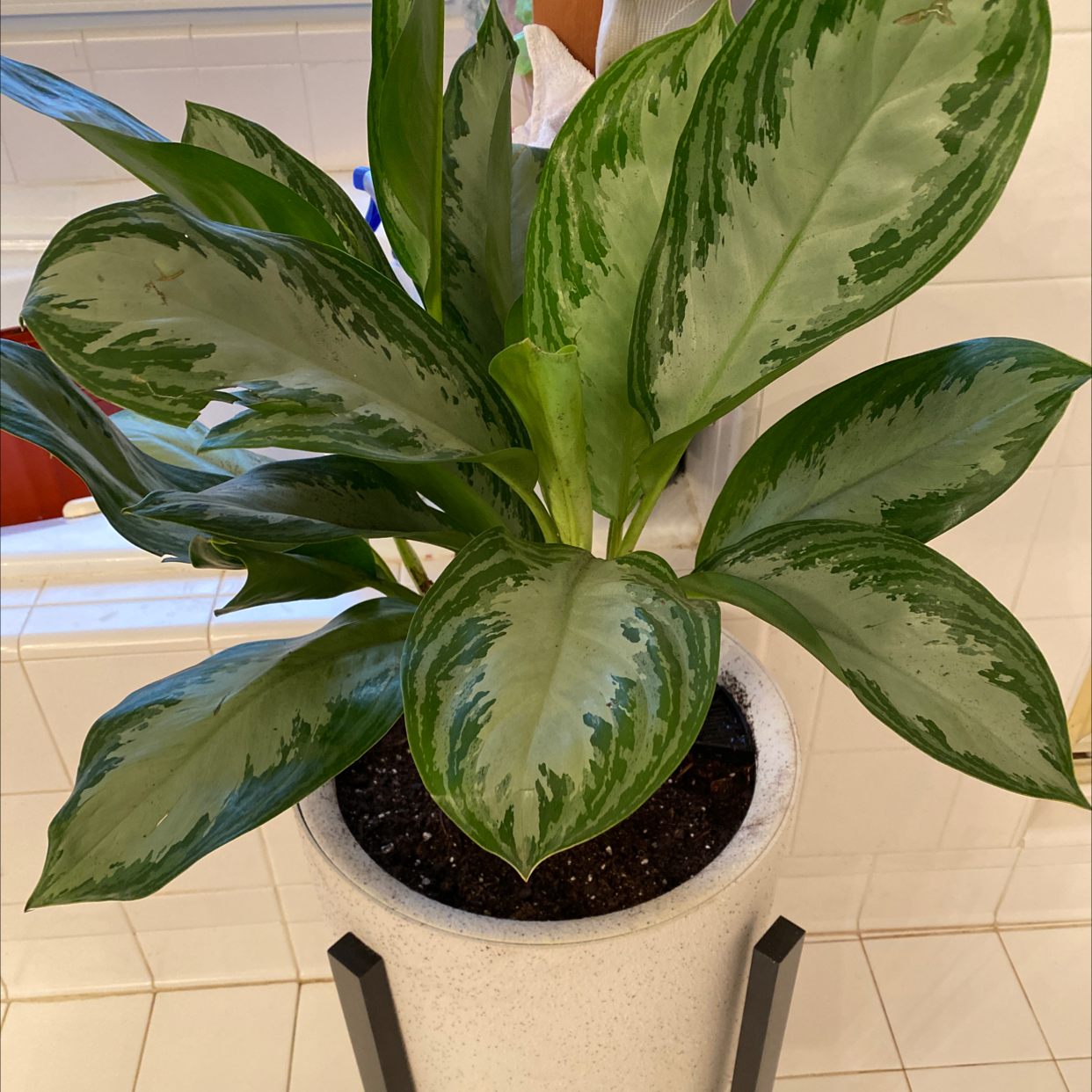 Chinese Evergreen plant photo by @JennViv named Your plant on Greg, the plant care app.