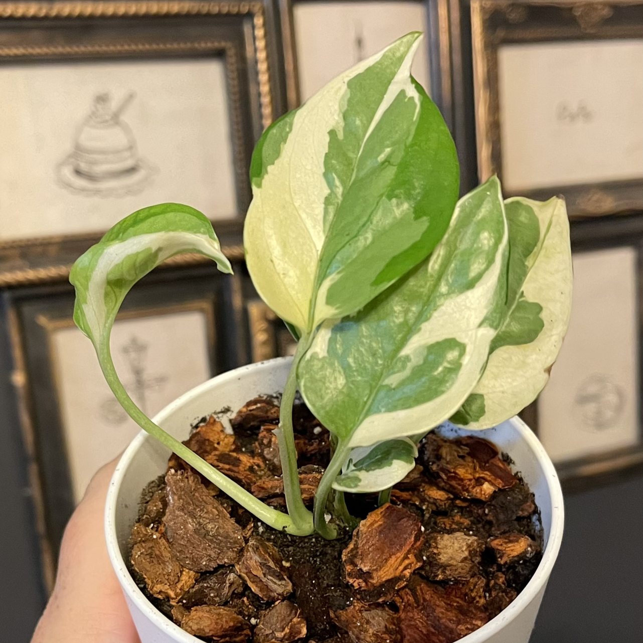 Photo of the plant species Glacier Pothos by @JennViv named Glacier Pothos on Greg, the plant care app