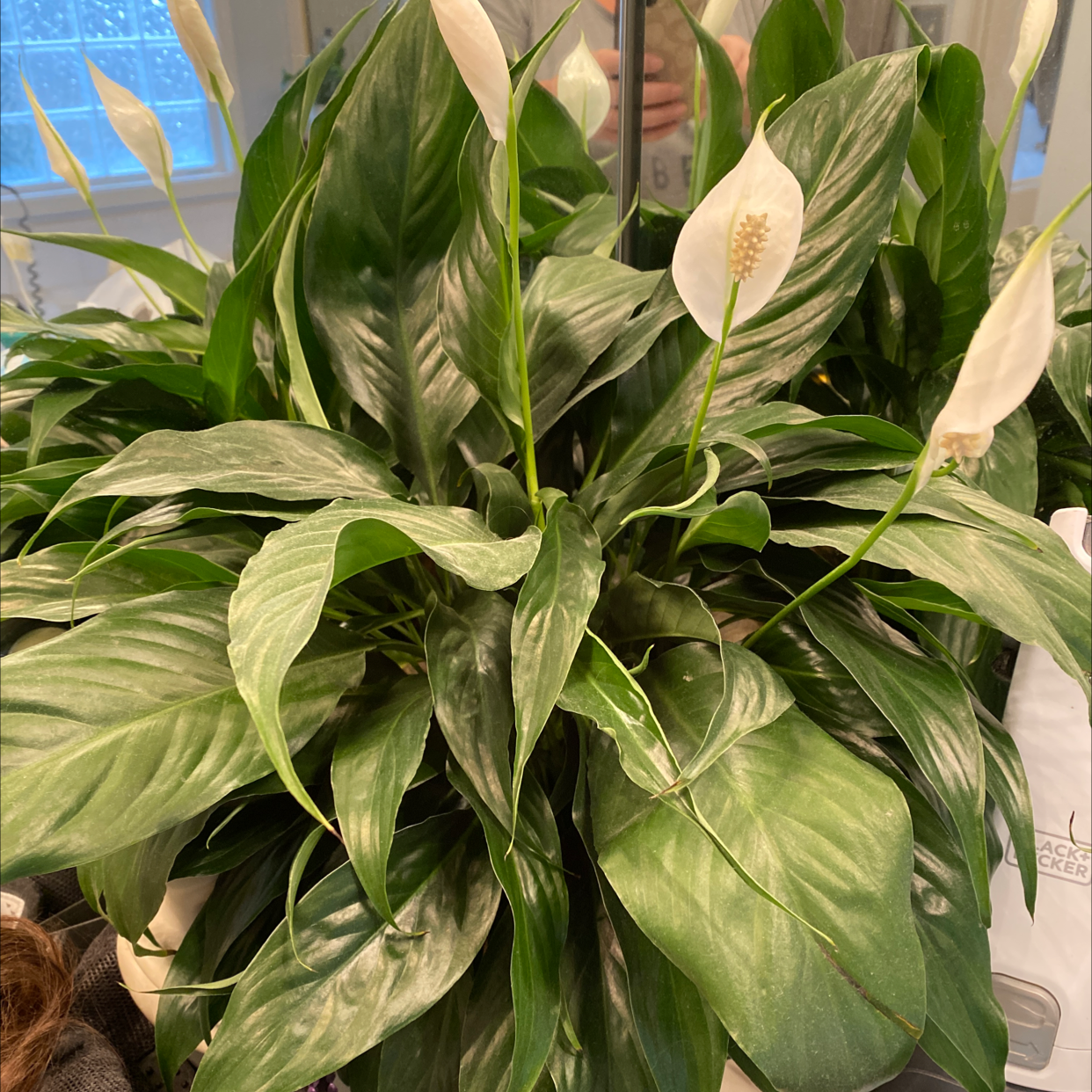 Peace Lily plant photo by @JennViv named Your plant on Greg, the plant care app.