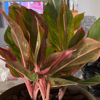 Chinese Evergreen plant in McDonough, Georgia