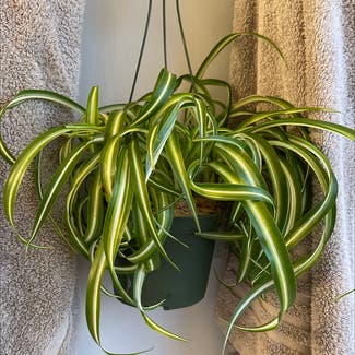 Curly Spider Plant plant in McDonough, Georgia