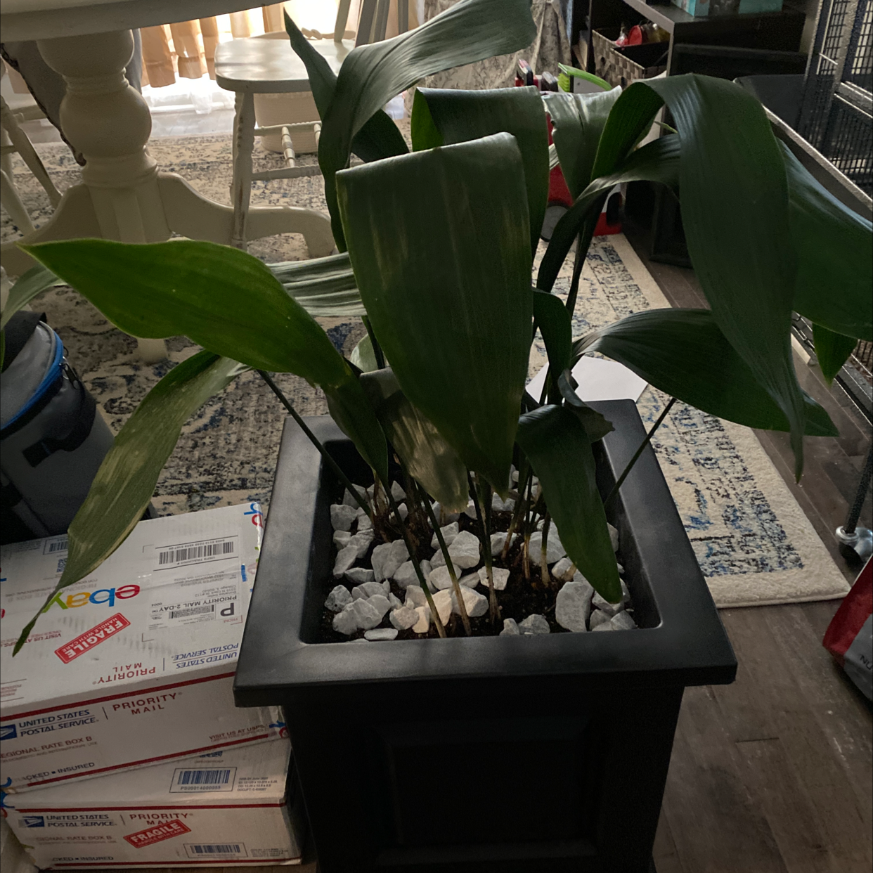 Cast Iron Plant in a black planter with white stones, indoors with broad green leaves.